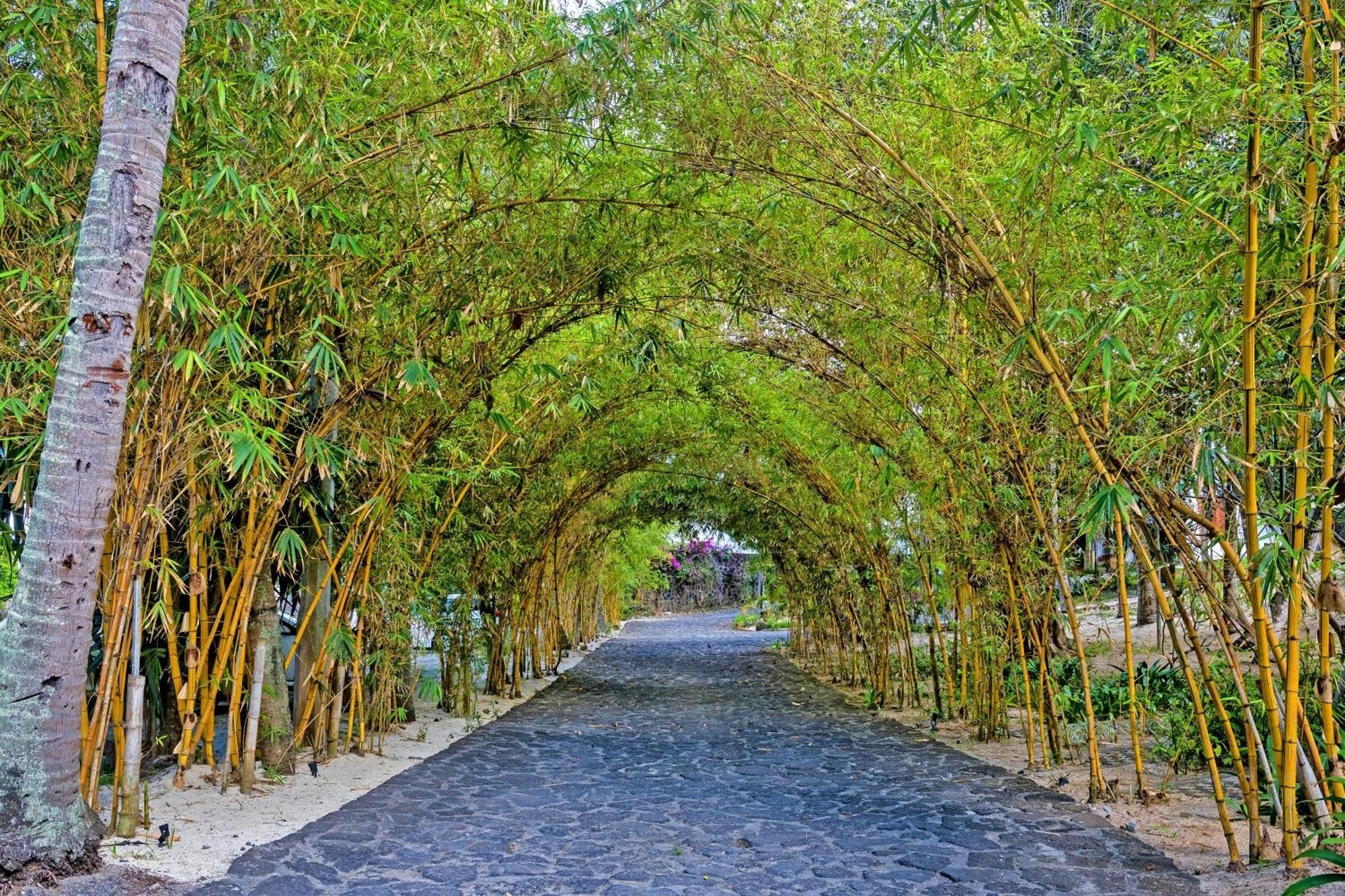 Seasense Boutique Hotel & Spa (Adults Only) Belle Mare Esterno foto Bamboo Avenue